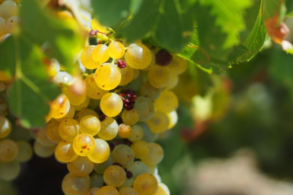 Les premières bennes roulent la vendange dans le Var !