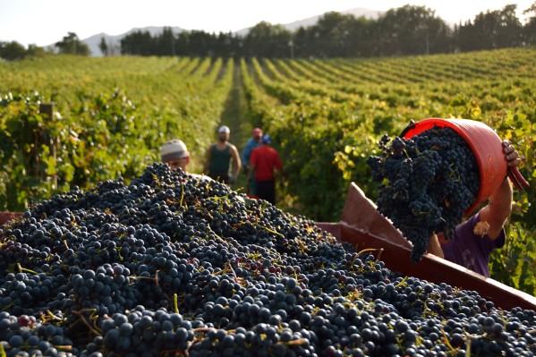 Des vignobles en avance, d’autres en retard sur les vendanges 2023