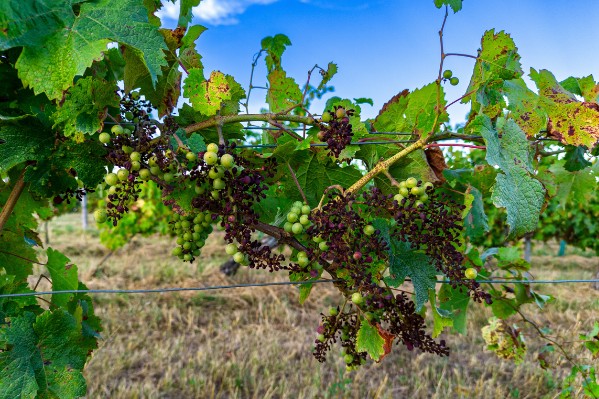 Vers une meilleure estimation du risque de maladies de la vigne par les BSV