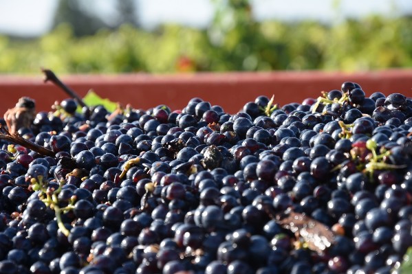 L'Anjou-Saumur limite ses rendements