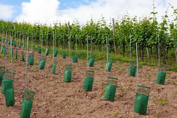 Feu vert pour 4 nouveaux cépages résistants dans le vignoble français