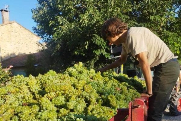 Premières vendanges à la fraiche pour Beaumes de Venise