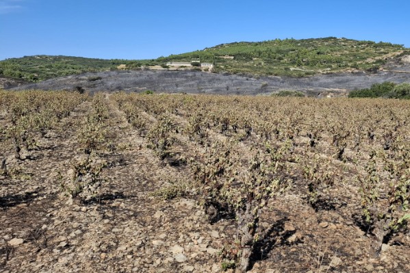 Des vignes calcinées par les flammes