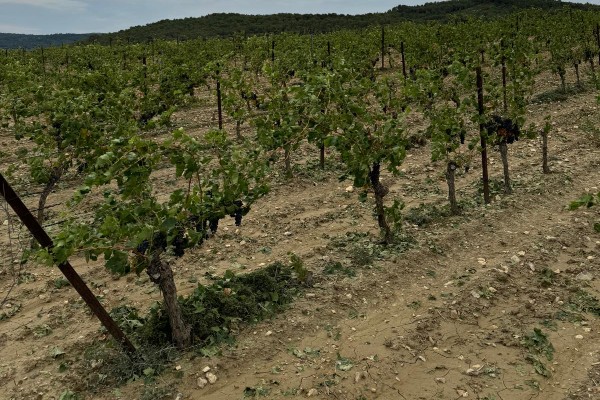 Des centaines d'hectares balayés par la grêle à quelques jours des vendanges