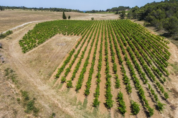 Pas grand-chose à ramasser dans le vignoble audois