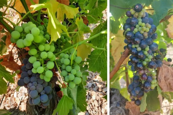 Bien gérer les décalages de maturité et les grappes millerandées