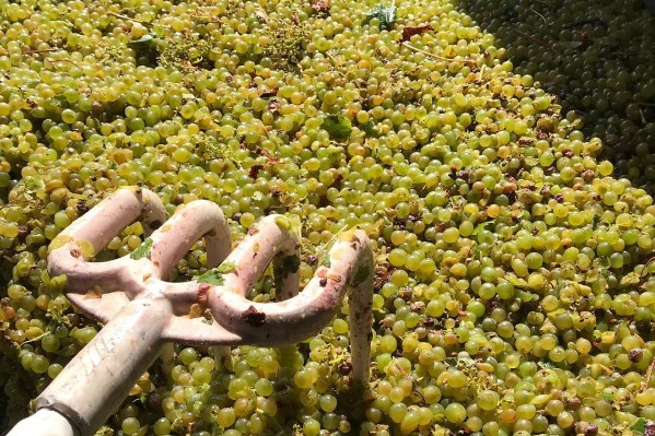 Les vins de Touraine actionnent plusieurs leviers pour coller au marché