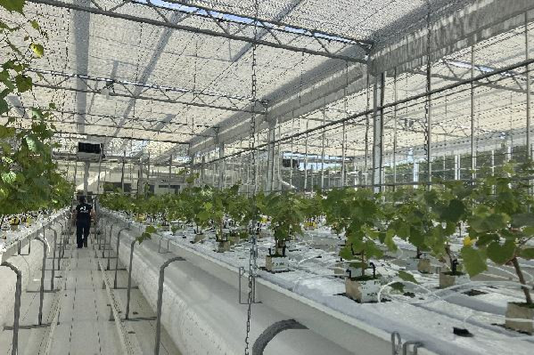 A Bordeaux, immersion au coeur de la nouvelle serre 'insect-proof' destinée à produire greffons et porte-greffes indemnes de viroses