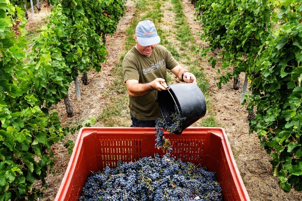Les crémants lancent les vendanges à Bordeaux
