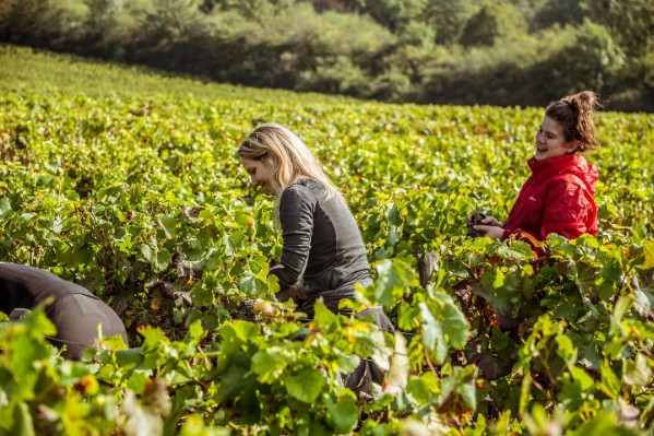 Des vendanges sans aucuns frais pour les étudiants