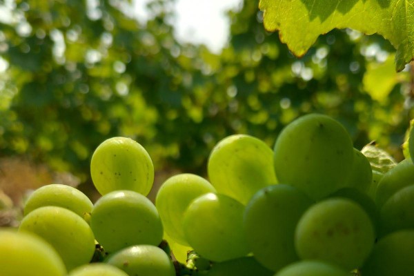 La résilience jusqu’aux vendanges de Nantes à Bourgueil