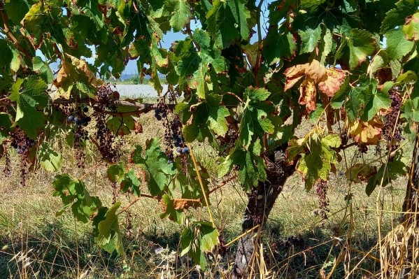 Le mois d'août redonne de l'espoir au vignoble Lot-et-Garonnais
