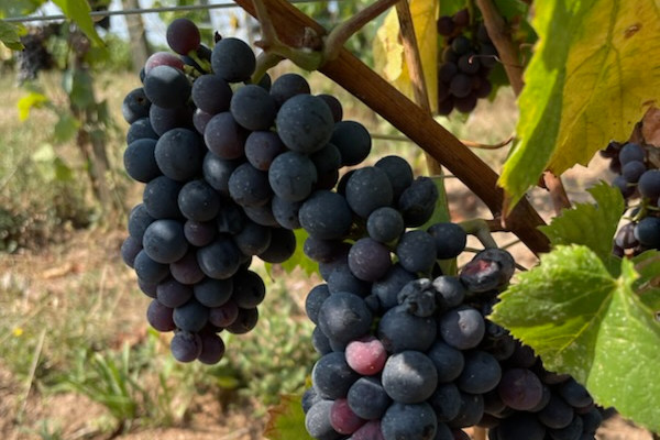 Hétérogénéité et espoir dans les vignes du Beaujolais à l’approche des vendanges
