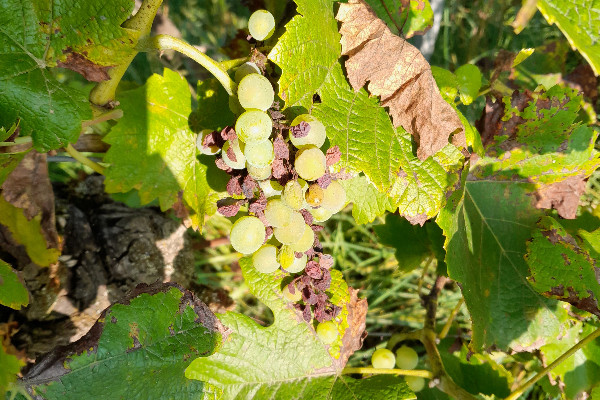 Le vignoble alsacien espère une belle fin d’été après une intense lutte contre le mildiou