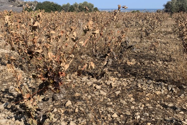 Quelles aides pour les viticulteurs victimes des incendies ?