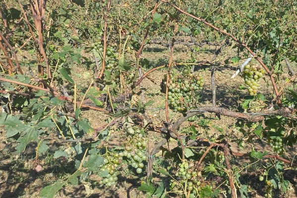 Le vignoble de Gaillac meurtri par la grêle