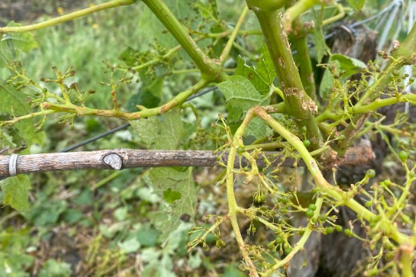 Une aide financière pour les viticulteurs impactés par la grêle
