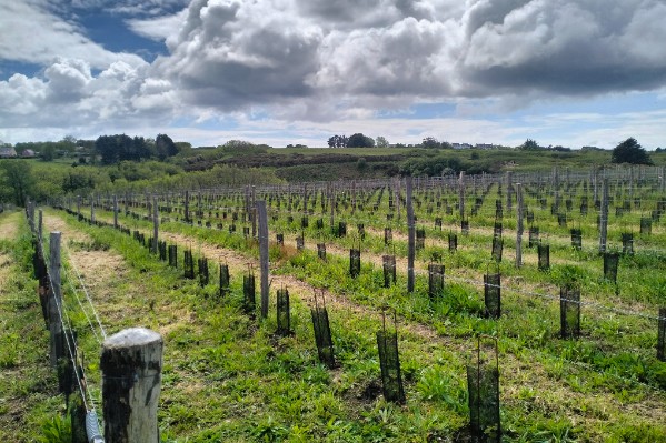 La Bretagne attire aussi les entrepreneurs de la vigne