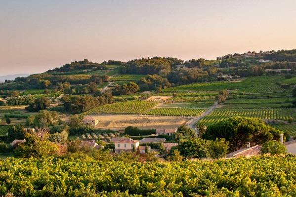 Le cahier des charges des vins de Cairanne contraint d’évoluer face au changement climatique