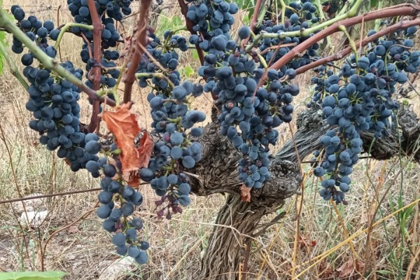 'Les vendanges sont presque secondaires vu l’état des vignes !'