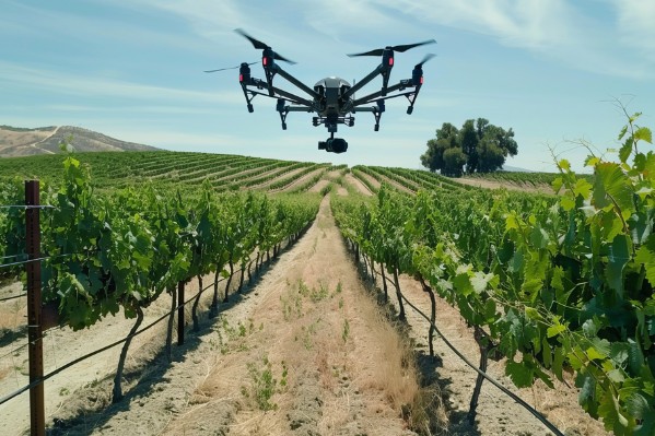 Des guêpes parasitoïdes lâchées par drone dans les vignes