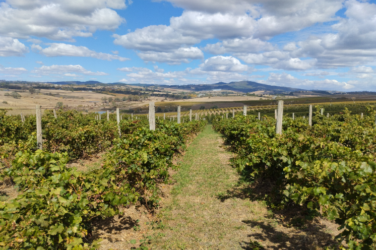 En Australie, les vins de la région d'Orange séduisent les consommateurs