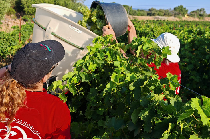 Top départ ! Les vendanges 2025 commencent aujourd’hui en France