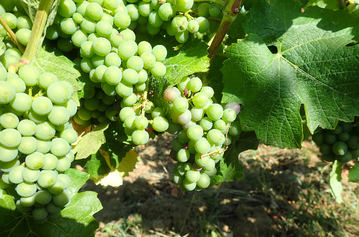 Du potentiel et du stress pour les vignerons du Jura
