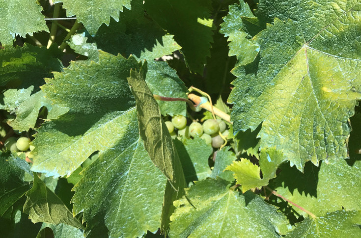 -50 % de cuivres autorisés dans le vignoble par l'ANSES