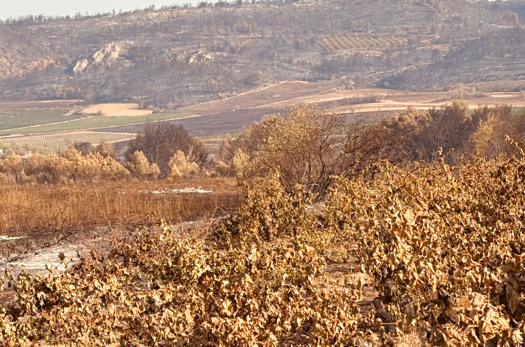 Les vignerons face aux incendies et au gouvernement : 
