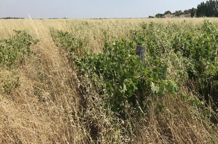 Le Conseil Constitutionnel censure la simplification des contraventions des vignes en friche Le Conseil Constitutionnel censure la simplification des contraventions des vignes en friche