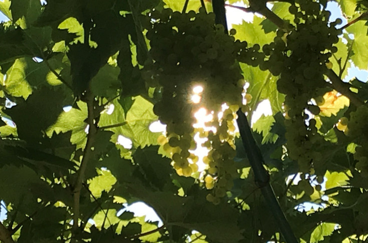 Les arrachages ne réduisent pas la vendange 2025 : -20 000 ha de vignes et +13 % de vins par rapport à 2024