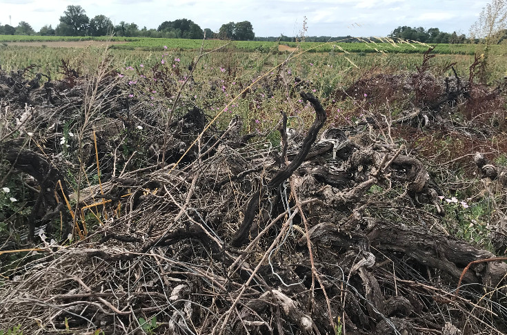 +3 ans pour les demandes d’autorisation de replantation de vignes