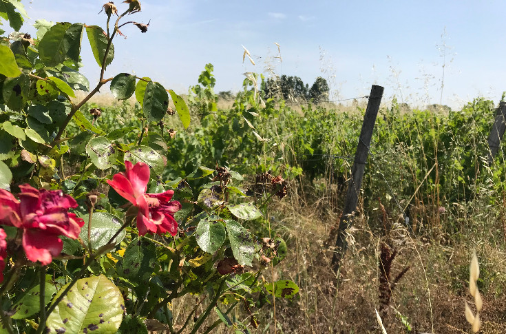 Les vignes en friche font-elle la pression mildiou ? La science cherche encore (à commencer par des essais)