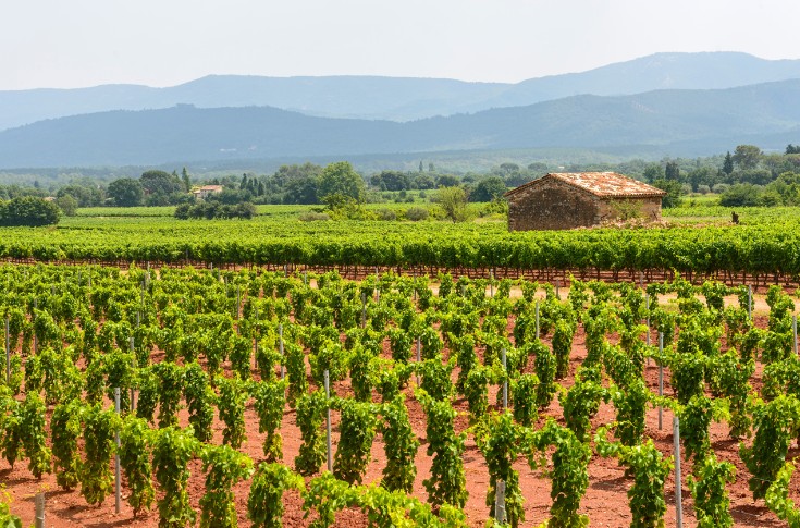 Le vignoble de Provence peaufine son futur encépagement