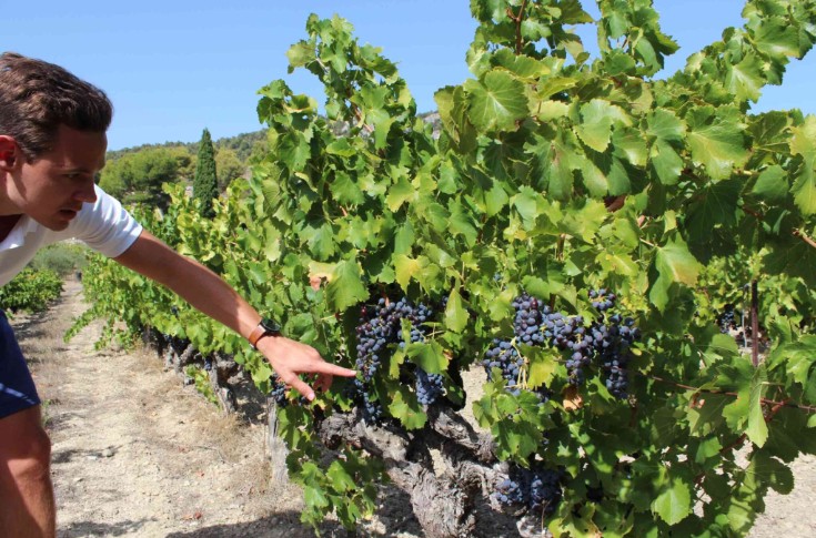 La vague de chaleur impose aux viticulteurs des contrôles maturité resserrés