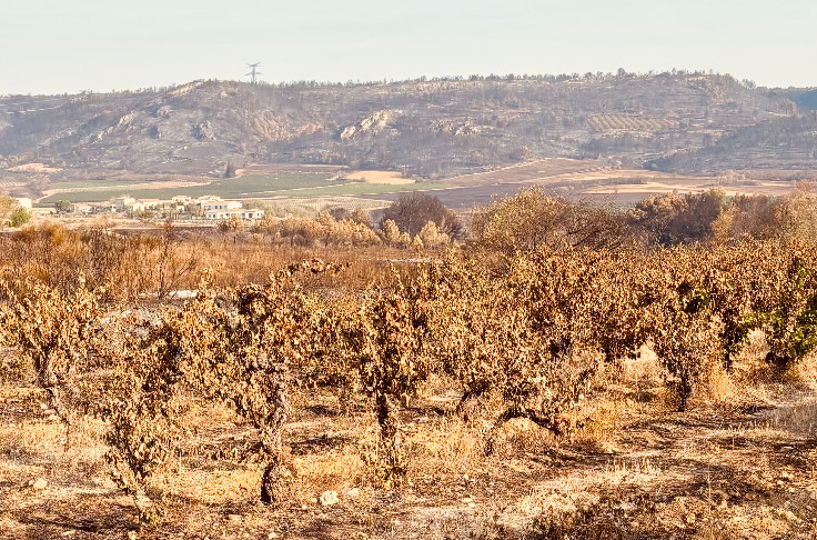 Ce que le vignoble des Corbières attend de la venue de la ministre de l'Agriculture
