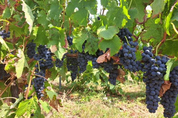 Les vignerons espèrent que les conséquences de la canicule resteront limitées