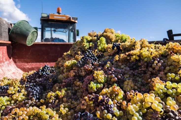 « Jamais les raisins n’avaient mûri aussi vite », la canicule précipite les vendanges