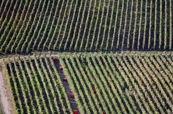 La Champagne vendange déjà, avant même ses bans