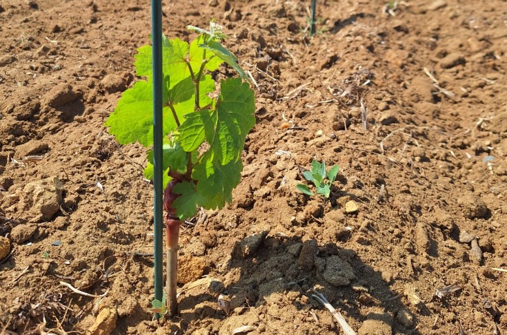Cépages résistants, chênes truffiers et plantes aromatiques dans le vignoble de Chinon