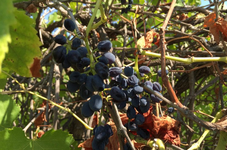 « Quand le raisin commence à flétrir, on n’attend pas, on vendange ! »