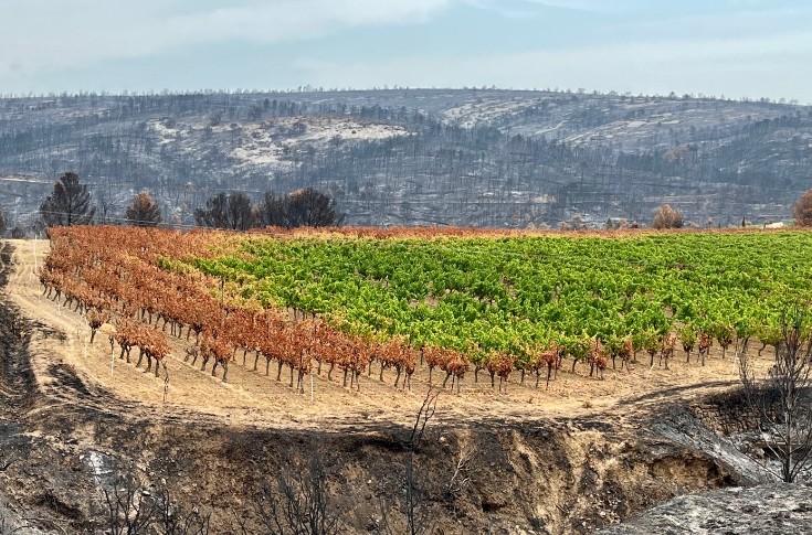 Quel pronostic vital pour les vignes exposées aux incendies