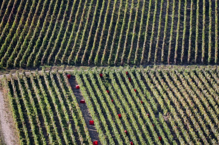 Champagne has already begun harvesting, ahead of the official starting dates Champagne has already begun harvesting, ahead of the official starting dates