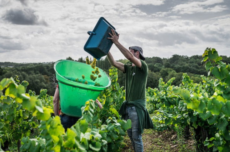 Muscadet, Bordeaux and the Rhone herald the start of a great vintage Muscadet, Bordeaux and the Rhone herald the start of a great vintage