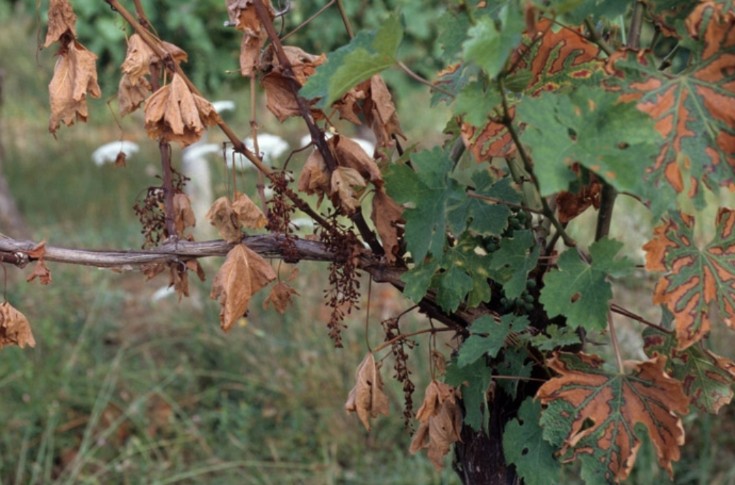 Les maladies du bois de la vigne épinglées dans cet observatoire