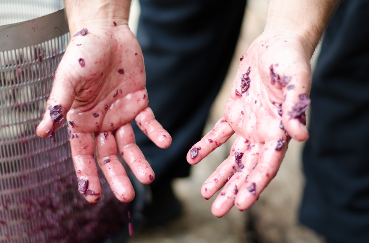 Les Compagnons du Devoir enseignent la vigne en communauté 