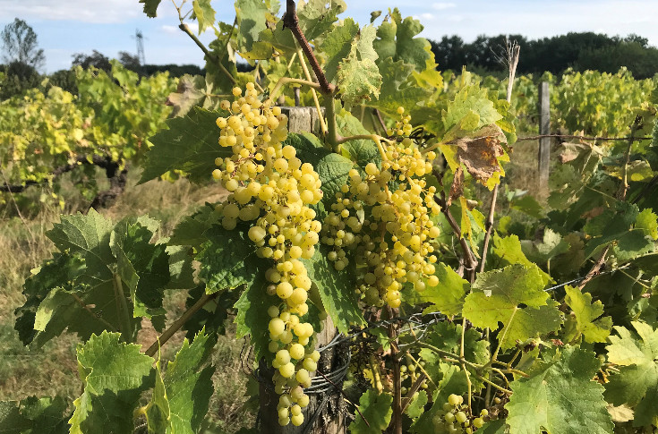 Cognac déclasse 3 600 ha en vins de France, un 