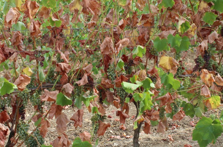 Cognac is hoping for rain to plump up the grapes Cognac is hoping for rain to plump up the grapes