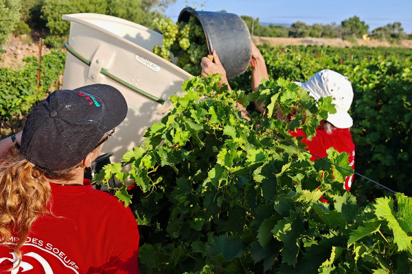 Top départ ! Les vendanges 2025 commencent aujourd’hui en France